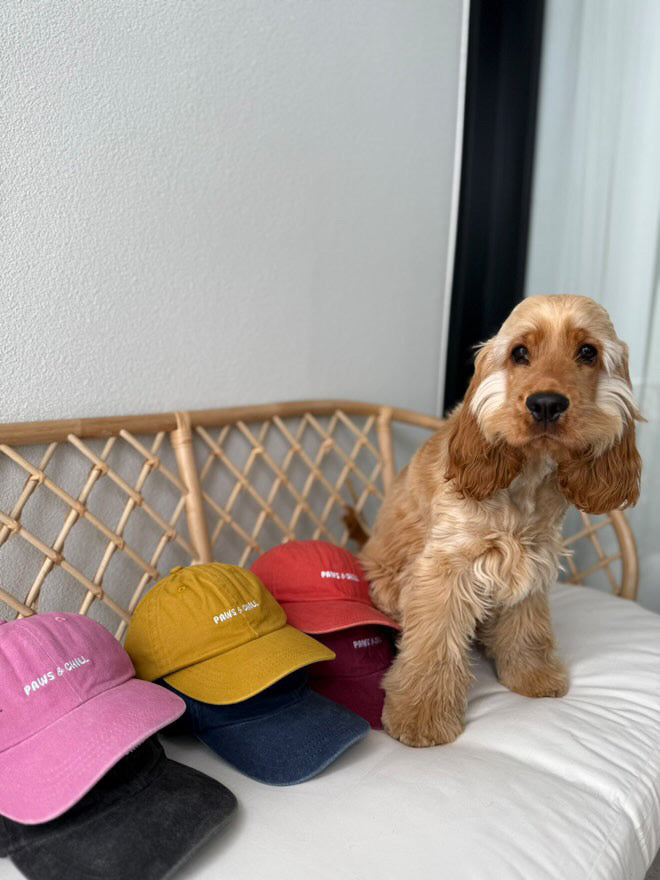 a golden cocker spaniel next to six coloured caps that all have 'paws and chill' embroidered onto them