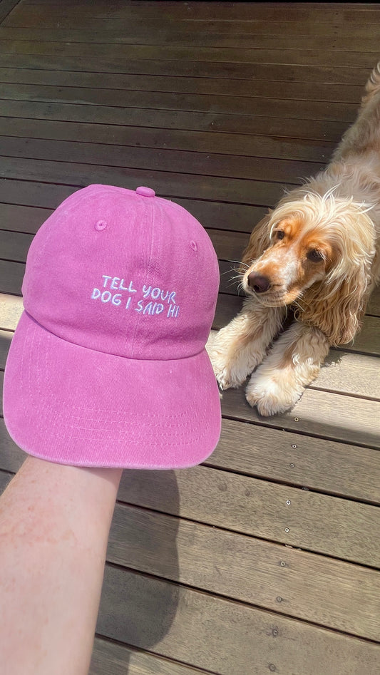 Golden Cocker Spaniel staring at owner holding a pink cap that says Tell your Dog I Said Hi