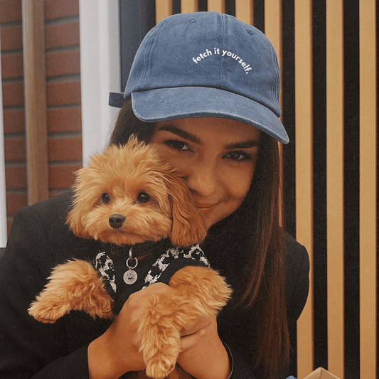 Person holding a small brown dog wearing a black sweater with a striped background