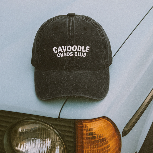 Cavoodle chaos club