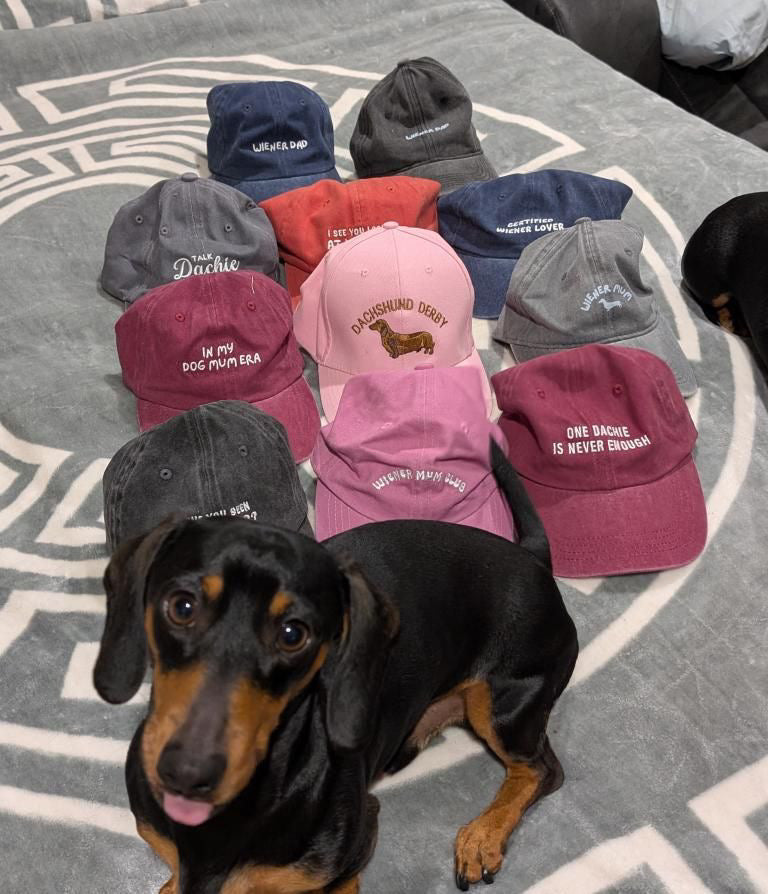 Sausage Dog with various embroidered hats laying on a bed behind him.